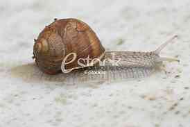 Snail