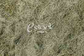 green grass texture or background of golf course and football soccer field