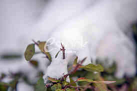 winter