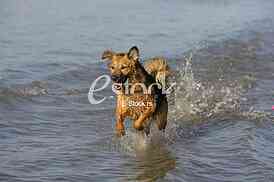 dog running through the water, dog runs on water