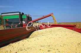 Soybean