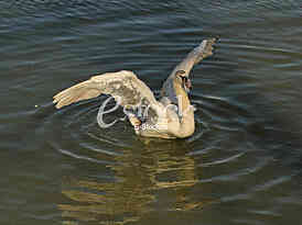 Labud na reci Dunav, Swan on the Danube river