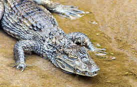 Alligator in Budva
