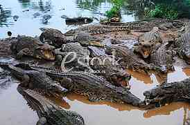 Crocodile