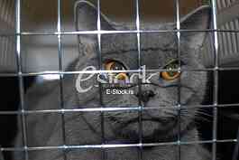 Cat show
