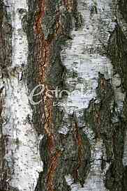 Bark texture background pattern crack old brown for design