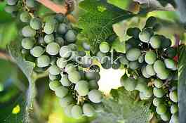 Fruits
