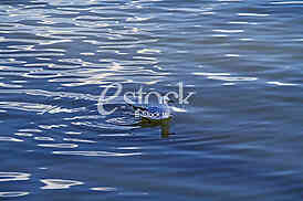 Ptica na reci Dunav, Swan on the Danube river