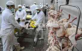 Continuous conveyor of meat of chickens