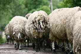 Herd of sheep on beautiful mountain meadow