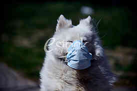 Pas i koronavirus