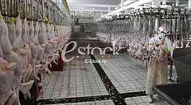 Continuous conveyor of meat of chickens