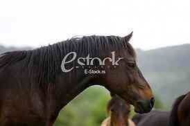 horses in the countryside in a field near mountains