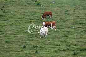 Herd of cows grazing in meadow