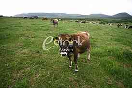 Cows grazing on a green summer meadow