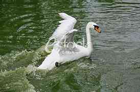 white swan with her cygnets