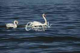 Swans on the River