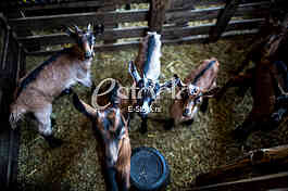 Goat farm Serbia