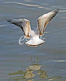 Galeb na reci Dunav, Seagull on the Danube river
