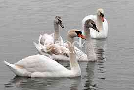 White swans
