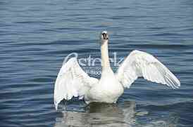 Swan on the River