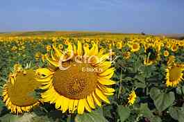field of sunflowers and blue sun sky