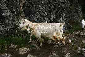 white goat out to pasture in the mountains