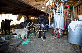 Goat farm Serbia