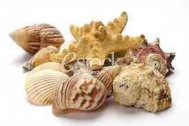 Starfish, shell