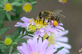 The bee
