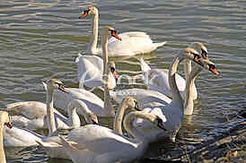 Labud na reci Dunav, Swan on the Danube river