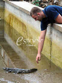 Alligator in Budva
