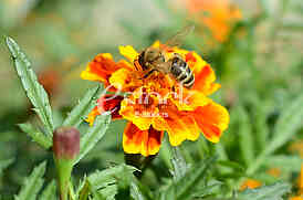 The bee