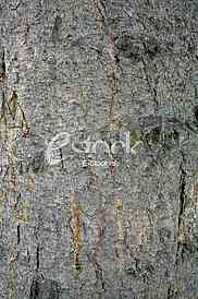 old lime tree bark seamless background pattern brown tree filling the frame
