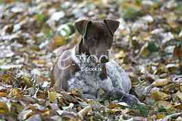 dog resting on yellow leaves