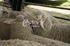 Sheep