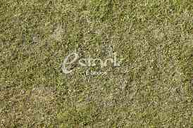 green grass texture or background of golf course and football soccer field