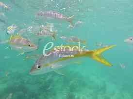 Fishes