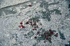 Milos Mileusnic was killed on Zvezdara