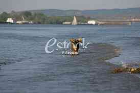 dog running through the water, dog runs on water