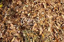 fallen autumn leaves