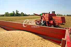 Soybean