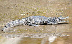 Alligator in Budva
