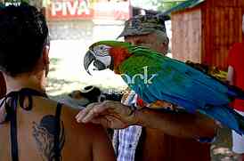 The first international festival of pets 