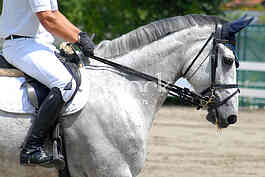 Equestrian Sport