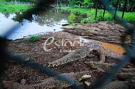 Crocodile
