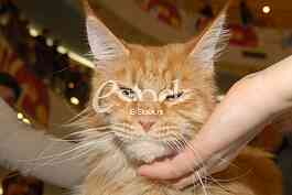 Cat show