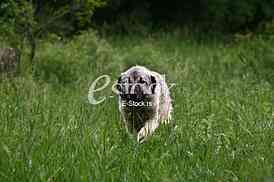 A working sheepdog dog in the green field