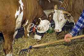 Cow