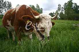 Cows grazing on a green summer meadow
